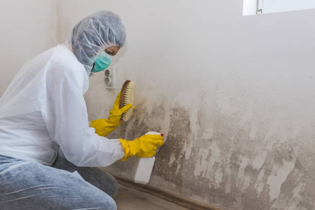 Environmental Consulting for Mold Prevention in Ravenna, NE